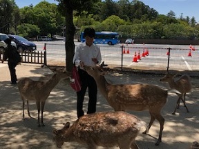 奈良公園4.jpg